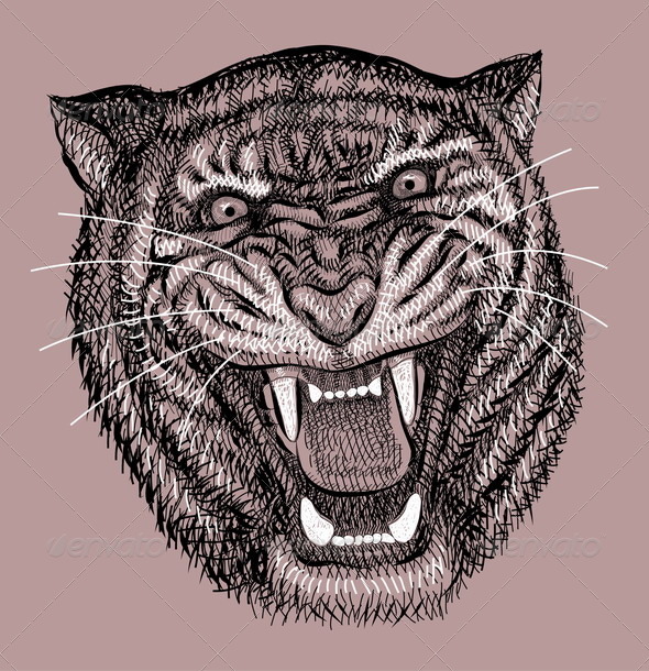 590x610 Tiger Artistic Drawing By Comicvector703 Graphicriver