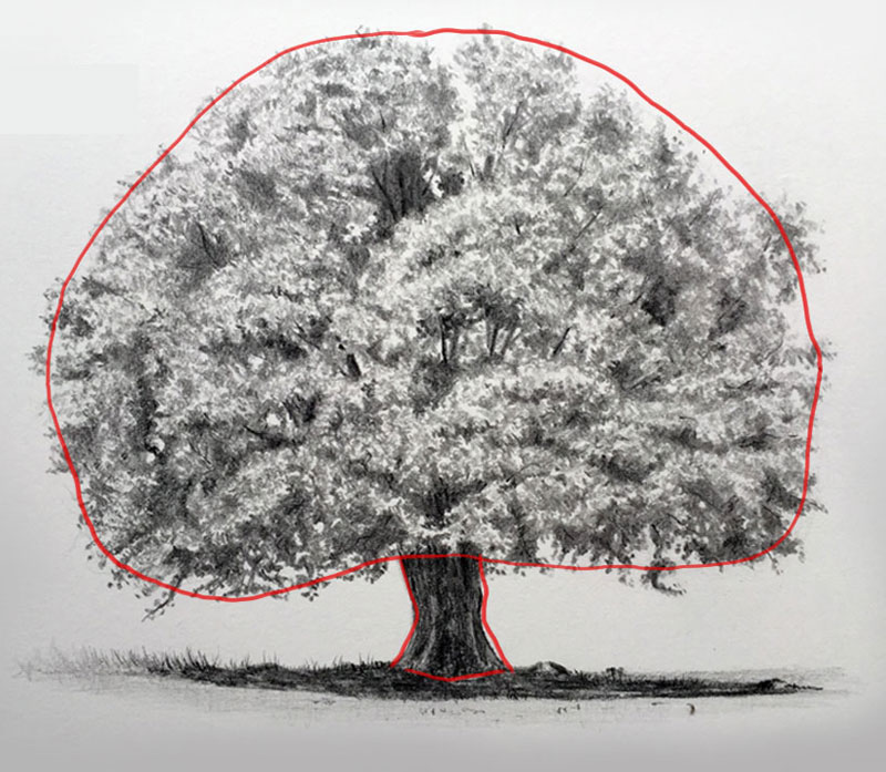 800x697 How To Draw Trees