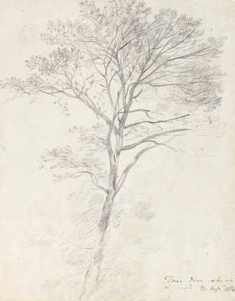 Ash Tree Drawing at GetDrawings | Free download