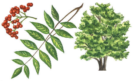 450x275 Stock Illustration