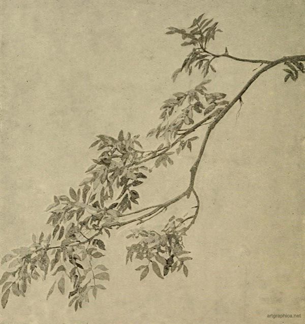 600x636 Ash Tree Branches, Tree Drawing Guide Drawings