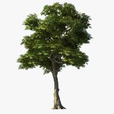236x236 Ash Tree Drawing Art Amp Drawing Ash Tree
