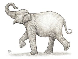 300x228 Asian Elephant Head