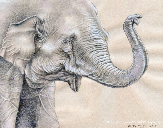570x448 Asian Elephant Original Drawing Asian Elephant, Drawings