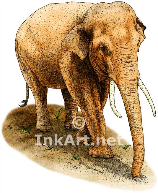 535x650 Asian Elephant Stock Art Illustration