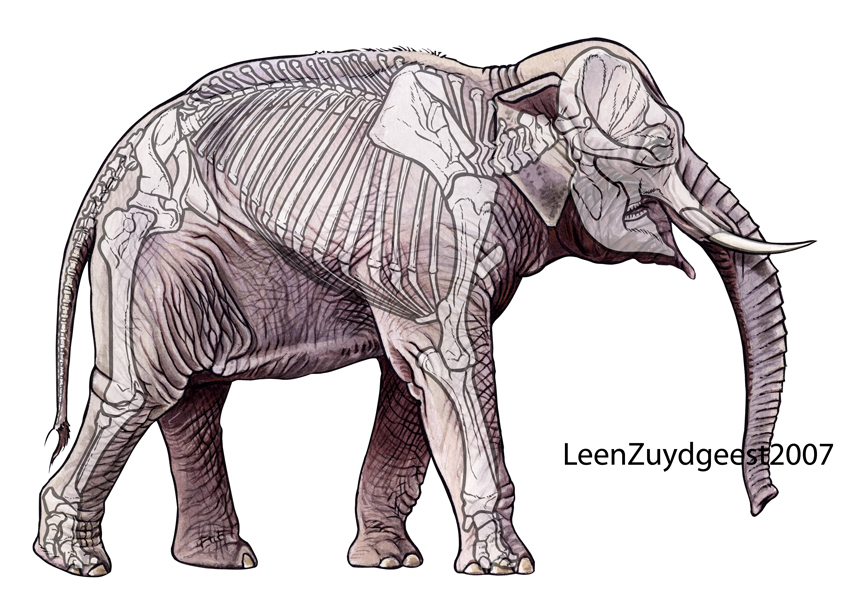 847x600 Asian Elephant With Skeleton By Leenzuydgeest