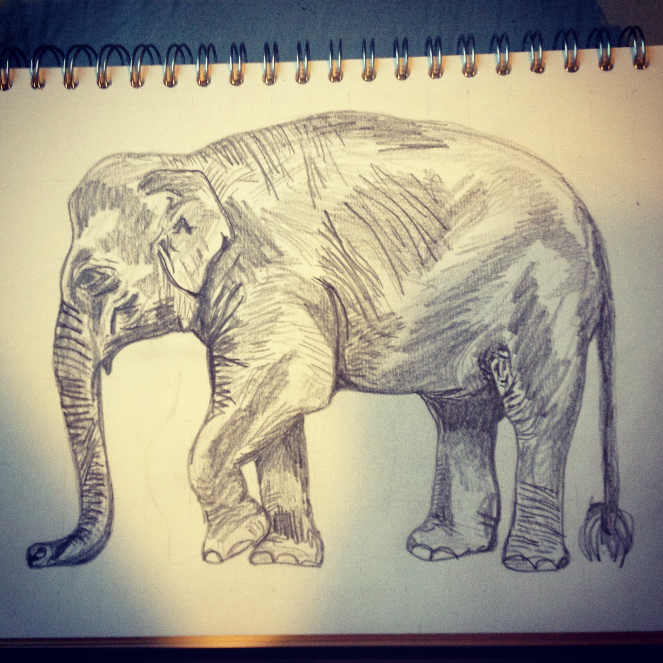 2173x2173 Elephant Drawings Asian Elephant Drawing Elephants Drawings