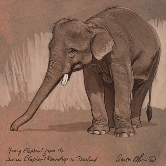 640x640 Young Asian Elephant Digital Drawing Aaron Blaise Elephants
