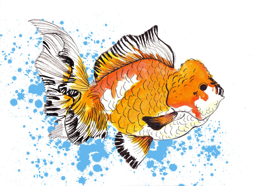 900x627 Chinese Gold Fish By Starpersona