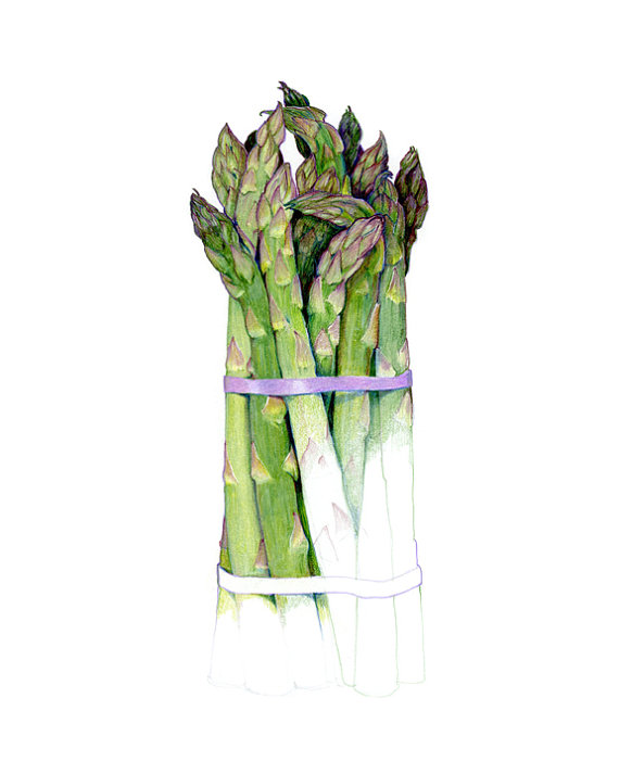 570x713 Asparagus Archival Print Of My Colored Pencil Drawing