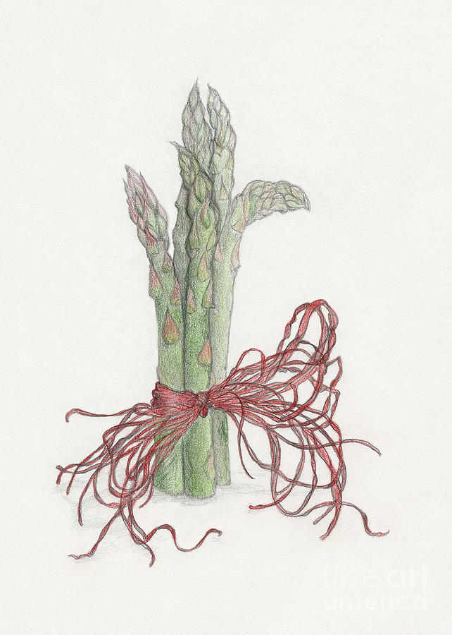 642x900 Asparagus Drawing By Tara Poole