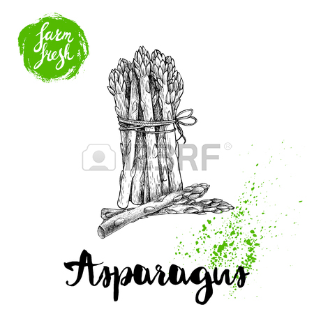 450x450 Hand Drawn Sketch Style Single Asparagus Sprout. Eco Food Vector