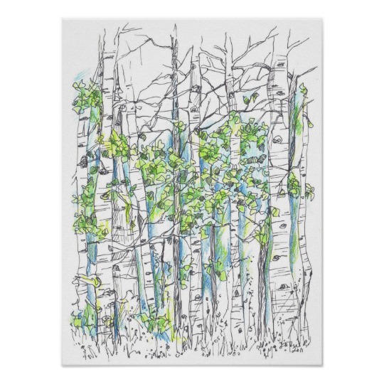 540x540 Aspen Tree Grove Pen And Ink Drawing Poster