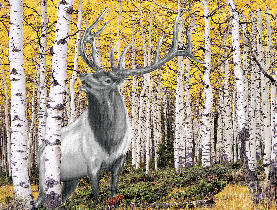900x682 Elk In Aspen Grove Digital Art By Russ Smith