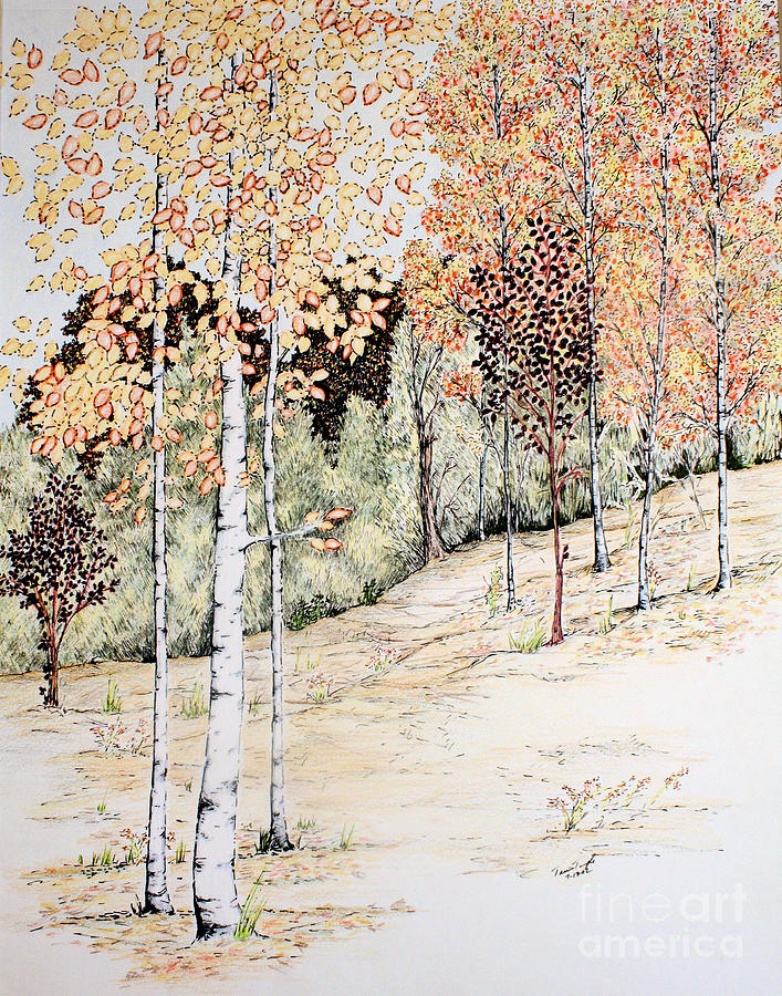 707x900 Fall Aspen Trees Drawing By Tammie Temple