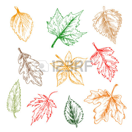 450x450 Leaves Of Trees And Plants Set. Hand Drawn Pencil Sketch Drawing