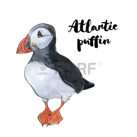450x450 101 Atlantic Puffin Stock Illustrations, Cliparts And Royalty Free