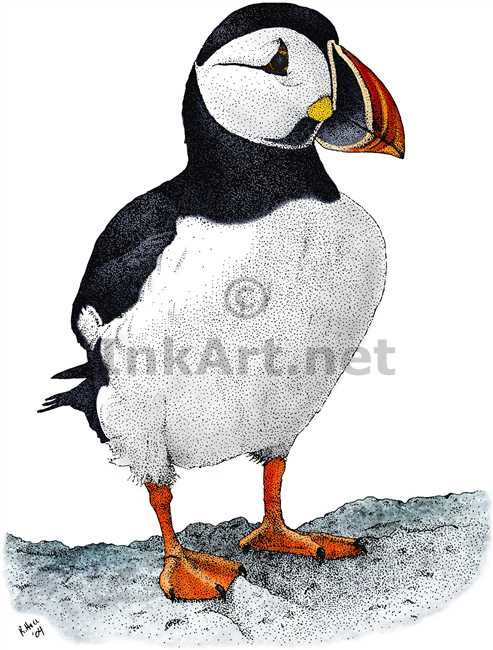 493x650 Atlantic Puffin (Fraticula Artica) Stock Art Illustration