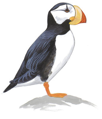 345x400 Atlantic Puffin Audubon Field Guide