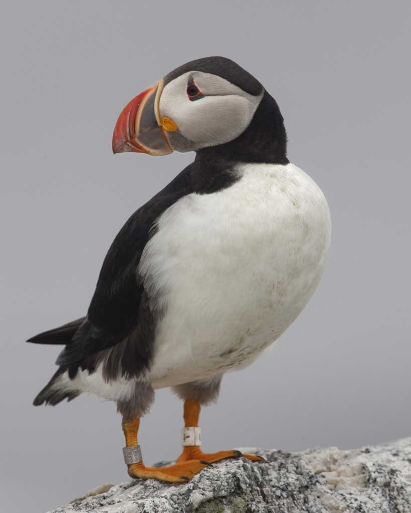 820x1024 I Love Puffins! Puffin's Bird