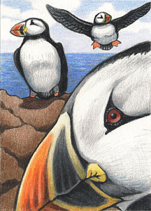 216x300 Puffin Drawings Pixels