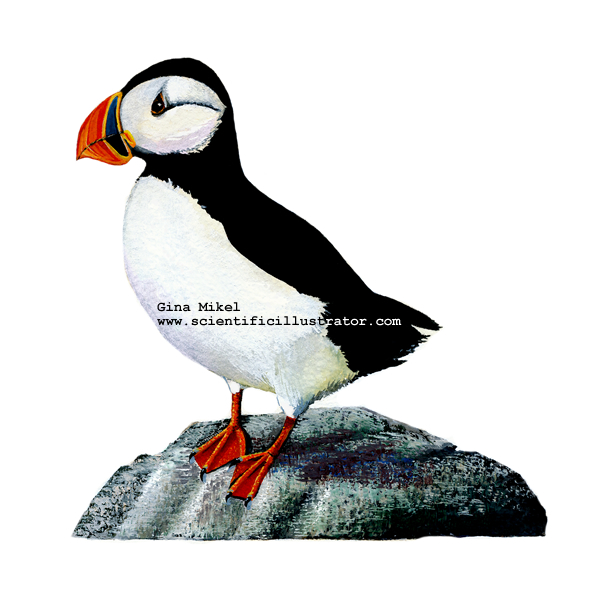600x600 Puffins, Watercolor Illustrations