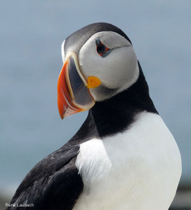 272x300 Puffins Faring Now The National Wildlife Federation Blog