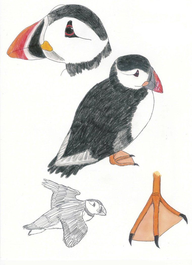 760x1051 Puffin Drawing