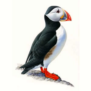 300x300 Puffins Arnold Zwicky's Blog