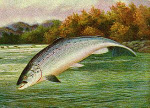 300x216 Contract Awarded For Atlantic Salmon Genome Sequencing Science