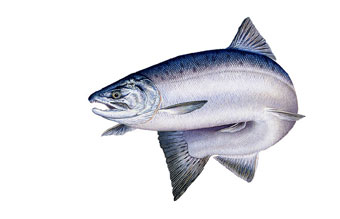 340x219 Pink Salmon, Saltwater Form Sketch Journal Sketch