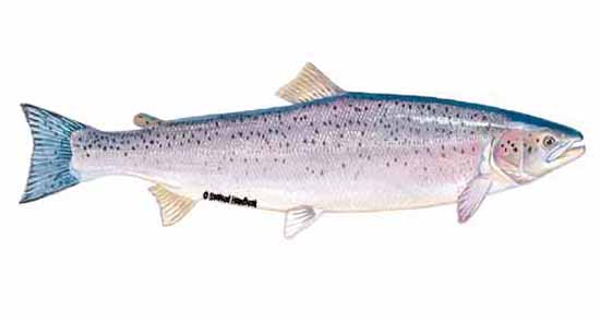 550x294 Salmon, Atlantic