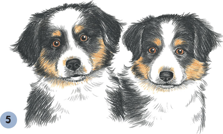 Easy Australian Shepherd Puppy Drawing - 15+ Best New Australian ...