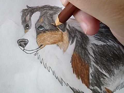 480x360 Drawing An Australian Shepherd.