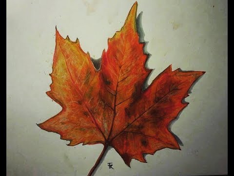 480x360 Drawing An Autumn Leaf