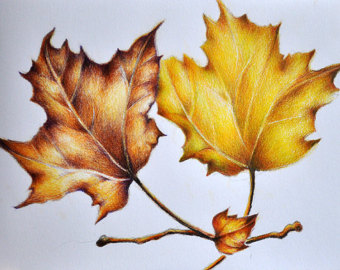 340x270 Lilac Roller