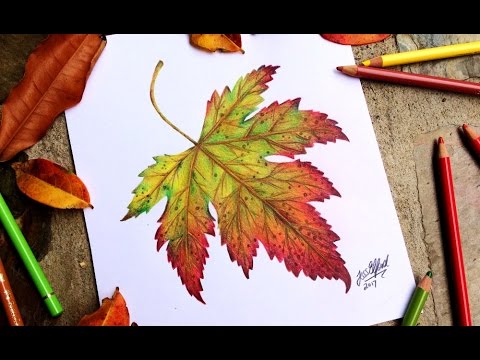 480x360 Speed Drawing Realistic Autumn Leaf