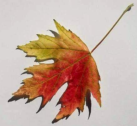 439x404 Leaf Art For Kids Craft Lessons