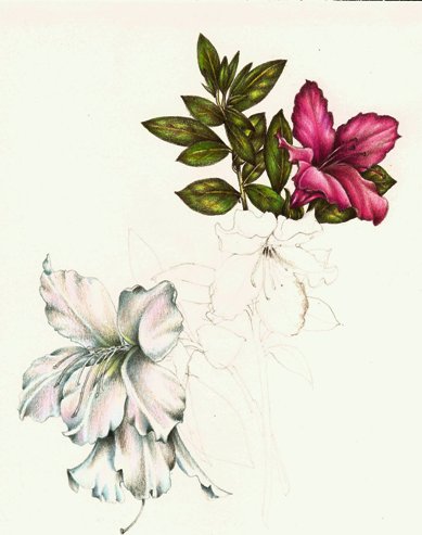 389x493 Flowers Page 2