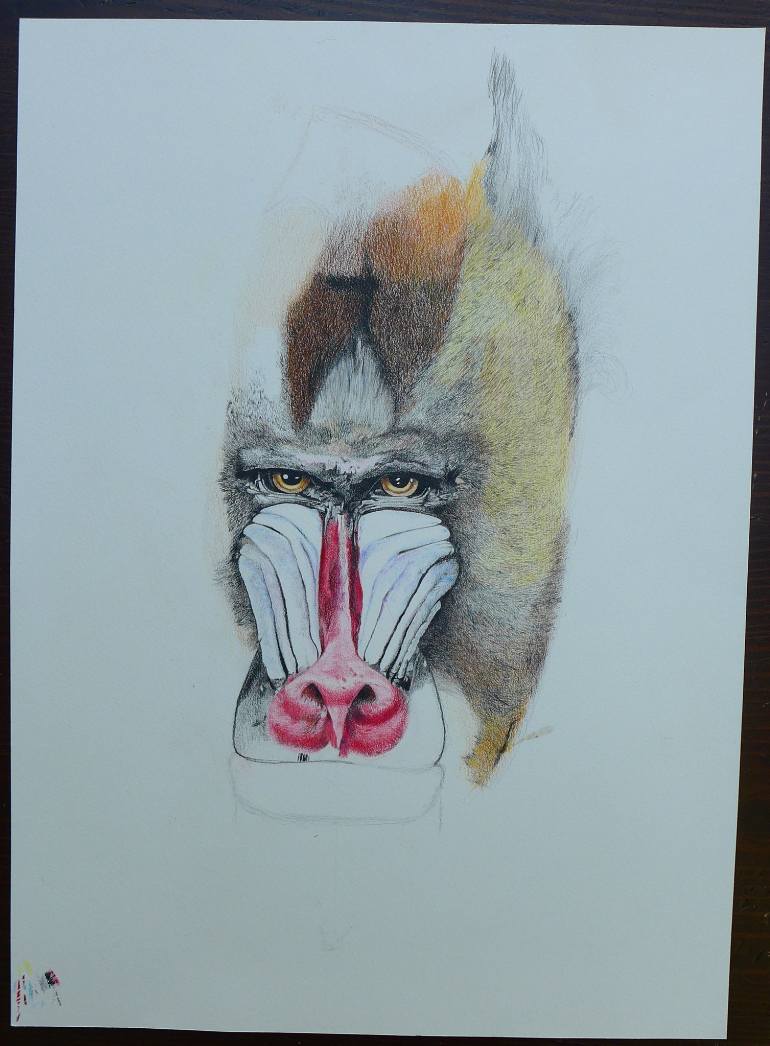 770x1046 Saatchi Art Baboon Drawing By Finn Bohnstedt