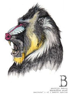 236x321 The Baboon Amp Wolf Wolf, Logos And Icons