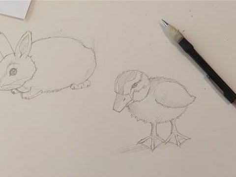 480x360 How To Do Drawings Of Baby Animals