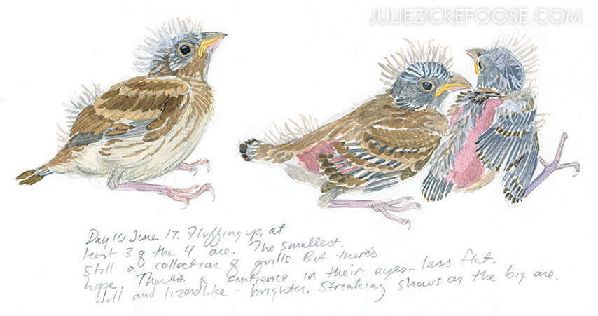 854x451 Baby Birds An Artist Looks Into The Nest