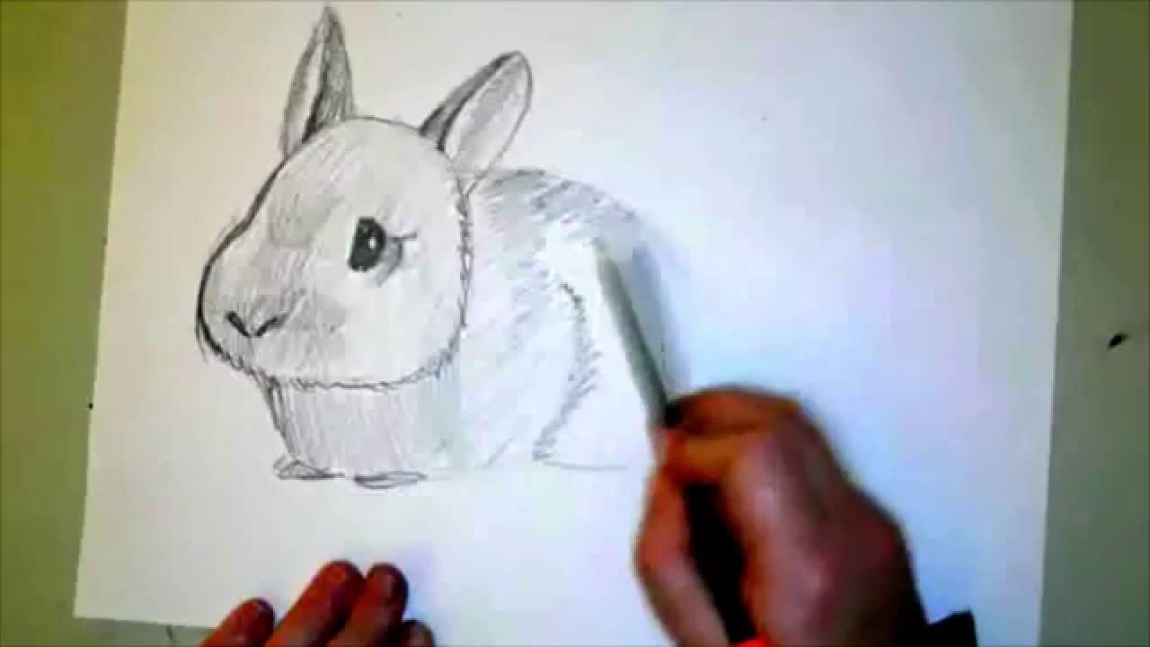 1280x720 How To Draw A Baby Bunny