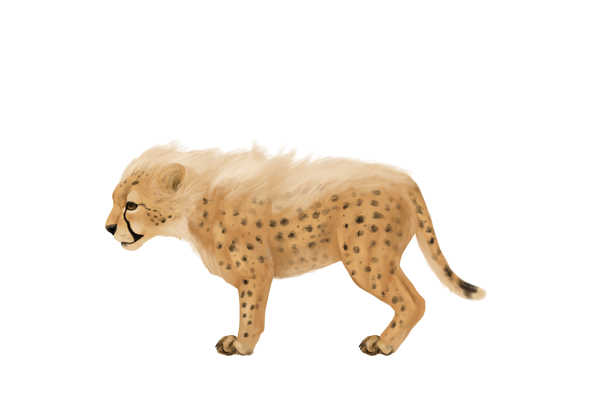 600x400 How To Draw Animals Big Cats, Their Anatomy And Patterns