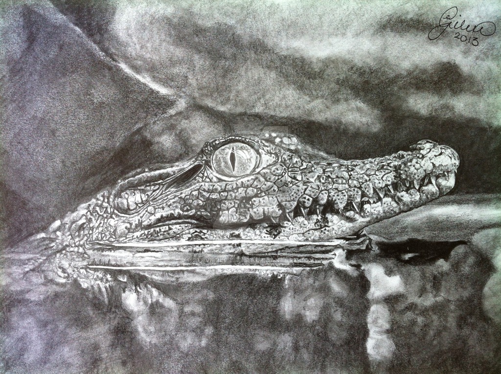 1024x765 Baby Crocodile'