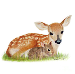 300x296 Baby Deer Drawings