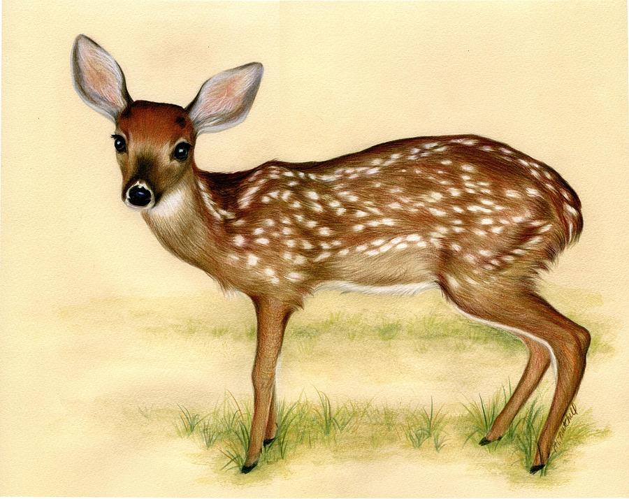 900x714 Fawn Drawing By Heather Mitchell