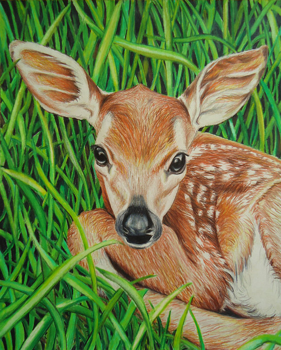 570x710 Original Baby Deer Art Animal Drawing Colored Pencil
