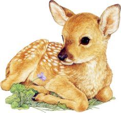 236x220 Baby Deer Laying Down